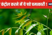 ये छोटे-छोटे पत्ते शरीर की नसों से चूस लेंगे एक्स्ट्रा शुगर ! डायबिटीज में रामबाण, आयुर्वेद ने माना लोहा