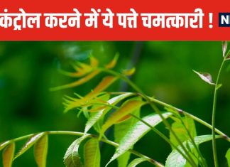 ये छोटे-छोटे पत्ते शरीर की नसों से चूस लेंगे एक्स्ट्रा शुगर ! डायबिटीज में रामबाण, आयुर्वेद ने माना लोहा