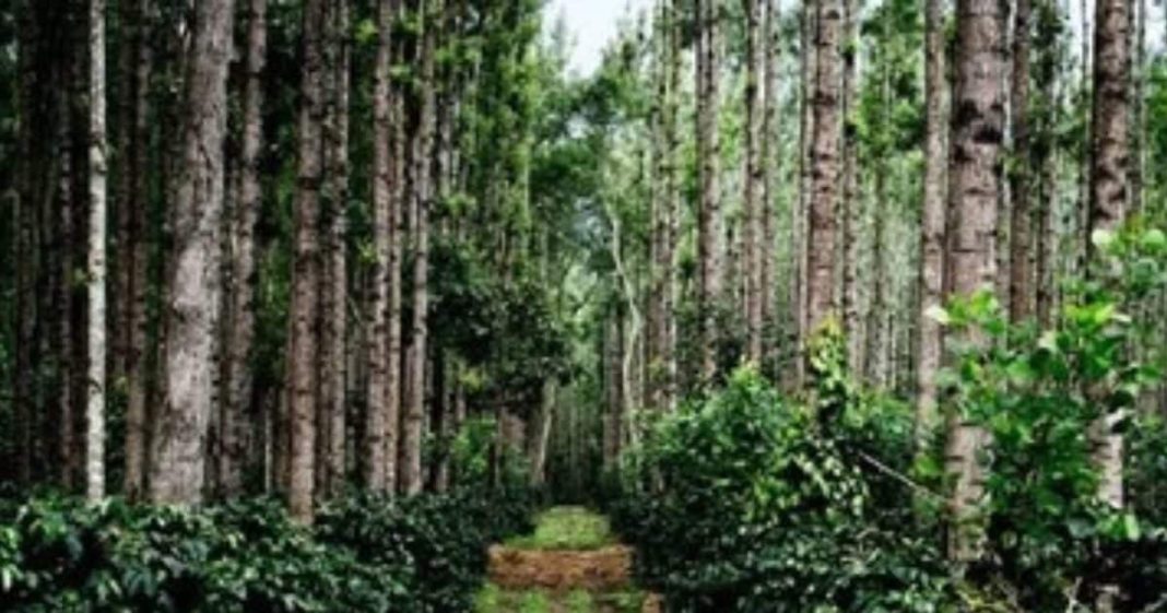 मानसून में घूमने के लिए बेस्ट है चिक्कामगलुरु, जानें यहां की खाशियत