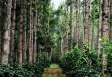 मानसून में घूमने के लिए बेस्ट है चिक्कामगलुरु, जानें यहां की खाशियत