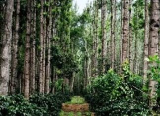 मानसून में घूमने के लिए बेस्ट है चिक्कामगलुरु, जानें यहां की खाशियत