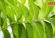 फ्री में घर बैठे चमकाएं अपनी स्किन, बस इस जादुई पेड़ की पत्तियों का करें ऐसे इस्तेमाल – Bharat.one हिंदी