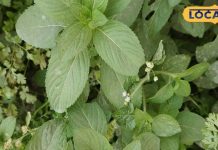 इस पौधे का तेल पाचन शक्ति सुधारे…सिरदर्द मिटाए-तनाव दूर भगाए, इनमें है रामबाण; जानें उपयोग का तरीका