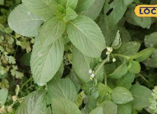 इस पौधे का तेल पाचन शक्ति सुधारे…सिरदर्द मिटाए-तनाव दूर भगाए, इनमें है रामबाण; जानें उपयोग का तरीका