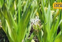 त्वचा रोग, दर्द, बुखार और वीकनेस से मिलेगी छुट्टी! बेहद गुणकारी है ये चमत्कारी सफेद फूल वाला पौधा