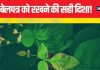 बेलपत्र को किस दिशा और किस स्थान पर रखें? इन 3 जगहों को वास्तु शास्त्र में माना गया है शुभ, जानें क्या कहते हैं पंडित जी