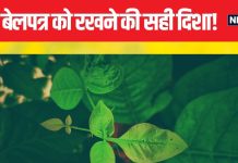 बेलपत्र को किस दिशा और किस स्थान पर रखें? इन 3 जगहों को वास्तु शास्त्र में माना गया है शुभ, जानें क्या कहते हैं पंडित जी