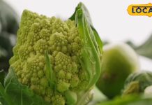 बरसात में बीमारियों से रहना है दूर, तो अपना लें यह पांच बेहतरीन टिप्स…हमेशा रहेंगे स्वस्थ्य – Bharat.one हिंदी