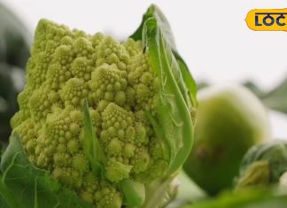 बरसात में बीमारियों से रहना है दूर, तो अपना लें यह पांच बेहतरीन टिप्स…हमेशा रहेंगे स्वस्थ्य – Bharat.one हिंदी