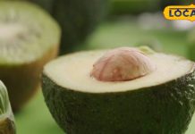 इस सीजन में भूलकर भी ना करें इनका सेवन, नहीं तो शरीर बन जाएगा बीमारियों का घर