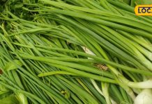 Super Benefits of Green spring Onions benefits and side effects nutrition facts of raw pyaj – Bharat.one हिंदी