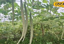 सेहत के लिए संजीवनी से कम नहीं ये सब्जी, बीपी से लेकर मोटापा होता है कंट्रोल; जानें इसके अनगिनत फायदे!