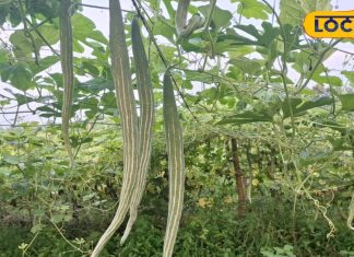 सेहत के लिए संजीवनी से कम नहीं ये सब्जी, बीपी से लेकर मोटापा होता है कंट्रोल; जानें इसके अनगिनत फायदे!