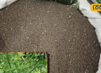 Health benefits of Jakhiya use in keel muhase nutrients jakhiya Khane ke fayde – Bharat.one हिंदी