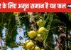 यह 1000 साल पुराना फल बेहद शक्तिशाली, इसमें 20 संतरे के बराबर विटामिन C, शरीर के लिए सुरक्षा कवच !