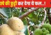 बेहद करामाती है ये बरसाती फल, कीमत सिर्फ 5-10 रुपये, सेवन करने से उम्र तो बढ़ेगी बुढ़ापा नहीं, तनाव भी होगा दूर