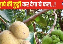 बेहद करामाती है ये बरसाती फल, कीमत सिर्फ 5-10 रुपये, सेवन करने से उम्र तो बढ़ेगी बुढ़ापा नहीं, तनाव भी होगा दूर