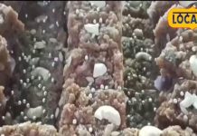 बारिश के दिनों में स्वाद के साथ ऊर्जा भी देती है ये स्पेशल बर्फी, टेस्ट ऐसा कि बोल पड़ेंगे वाह