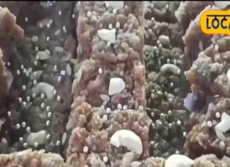 बारिश के दिनों में स्वाद के साथ ऊर्जा भी देती है ये स्पेशल बर्फी, टेस्ट ऐसा कि बोल पड़ेंगे वाह