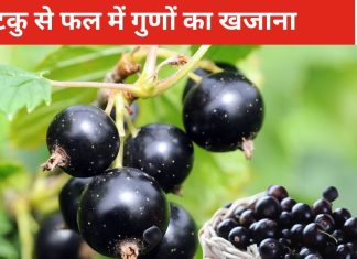 5 विटामिन, ढेरो पोषक तत्व और गुणों का खजाना, फल नहीं, ये है दवा का कारखाना, रगों में खून को दौड़ा कोलेस्ट्रॉल को देता है सजा