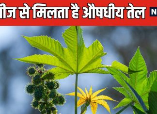 पेट के लिए चमत्कारी है यह देसी तेल, सिर्फ 3 दिन में कब्ज कर देगा छूमंतर ! रात को पिएं, सुबह भागते जाएंगे टॉयलेट