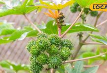 इस पत्ते से दूर हो सकती है गठिया दर्द, 250 तरह की बनाई जाती हैं चीजें; जानें उपयोग