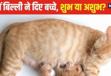 आपके घर में भी बिल्ली ने दिए हैं बच्चे? जानें किस बात का है संकेत, 99% लोग होते हैं कंफ्यूज, पंडित जी से जानें