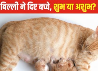 आपके घर में भी बिल्ली ने दिए हैं बच्चे? जानें किस बात का है संकेत, 99% लोग होते हैं कंफ्यूज, पंडित जी से जानें