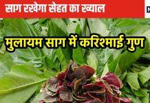 इसे साग नहीं सेहत का करिश्मा कहिए जनाब, शरीर में खून को बलबलाने के अलावा करता है कई काम, शुगर, कोलेस्ट्रॉल की भी छुट्टी