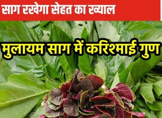 इसे साग नहीं सेहत का करिश्मा कहिए जनाब, शरीर में खून को बलबलाने के अलावा करता है कई काम, शुगर, कोलेस्ट्रॉल की भी छुट्टी