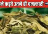 जहर की तरह कड़वा, मगर सेहत के लिए संजीवनी बूटी है यह पौधा ! बुढ़ापे पर लगाएगा लगाम, हमेशा रखेगा जवां