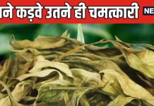 जहर की तरह कड़वा, मगर सेहत के लिए संजीवनी बूटी है यह पौधा ! बुढ़ापे पर लगाएगा लगाम, हमेशा रखेगा जवां