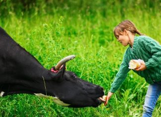 गाय को भूलकर भी न दें इस तरह की रोटी, देवताओं का होगा अपमान, कंगाल बनते नहीं लगेगा समय, इन बातों का रखें ध्यान