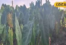 क्या आपने खाई है कोचई पान की सब्जी? खास तरीके से होता है तैयार, जानिए रेसिपी