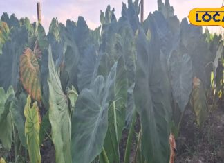 क्या आपने खाई है कोचई पान की सब्जी? खास तरीके से होता है तैयार, जानिए रेसिपी