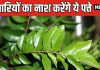 इन चुन्नू से पत्तों के आगे पानी मांगती हैं कई बीमारियां ! वायरस और बैक्टीरिया मारने में नंबर 1, फायदे 1000