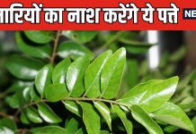 इन चुन्नू से पत्तों के आगे पानी मांगती हैं कई बीमारियां ! वायरस और बैक्टीरिया मारने में नंबर 1, फायदे 1000