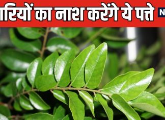 इन चुन्नू से पत्तों के आगे पानी मांगती हैं कई बीमारियां ! वायरस और बैक्टीरिया मारने में नंबर 1, फायदे 1000