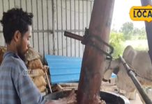 पशुओं को बनाना है हेल्दी और सुंदर तो इस तरह से करें खास तेल का इस्तेमाल