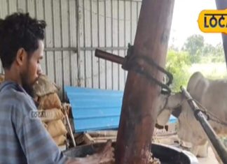 पशुओं को बनाना है हेल्दी और सुंदर तो इस तरह से करें खास तेल का इस्तेमाल