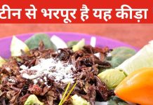 क्या टिड्डे खाना सेहत के लिए सेफ? चिकन और अंडे से भी अधिक होता है प्रोटीन, फायदे जान हो जाएंगे हैरान