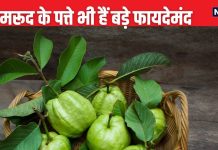 इस फल के पत्तों में छिपी है गजब की शक्ति, बैड कोलेस्ट्रॉल, हाई ब्लड शुगर घटाए, पाचन दुरुस्त कर जड़ से करे कब्ज का इलाज