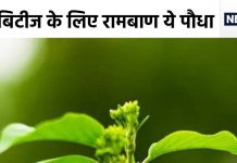 ब्रह्मयोनि पहाड़ी पर मिलता है ये पौधा, डायबिटीज के लिए रामबाण, लिपिड प्रोफाइल भी होगा कंट्रोल