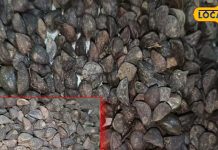 benefits of Hadjod ke fayde in hindi for bones what is hadjod herb for good health – Bharat.one हिंदी