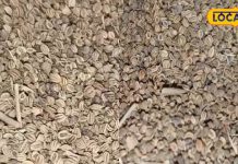 benefits of Ajmod juice Celery juice for health Healthy drinks for stomach problems – Bharat.one हिंदी