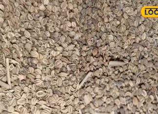 benefits of Ajmod juice Celery juice for health Healthy drinks for stomach problems – Bharat.one हिंदी