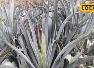 Antiseptic properties in agave leaves help in quick healing of wounds and cuts Medicinal Plant in Cancer Treatment Plants – Bharat.one हिंदी