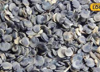 Marshmallow Root Health Benefits medicine is effective in serious diseases like ulcer also makes the skin glow – Bharat.one हिंदी