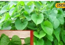 whitening – Bharat.one हिंदी