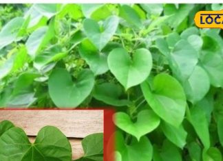 whitening – Bharat.one हिंदी